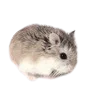 🦔
