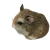 🐀