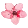 🌸