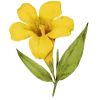 🌼