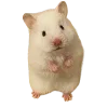 🐹