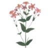 🌷