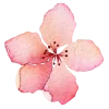 🌸
