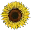 🌻