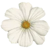 🌼