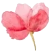 🌷