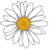 🌼