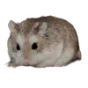 🥜