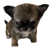 🐾