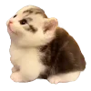 🐈