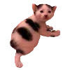 🐈