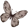 🦋