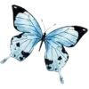 🦋