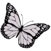 🦋