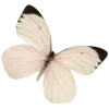 🦋