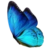 🦋