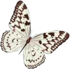 🦋