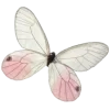 🦋