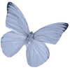 🦋