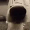 🐶