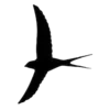⚫️