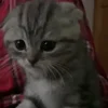 🐱