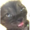 🐱