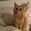 🐱