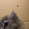 🐱