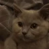 🐱
