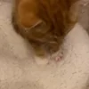 🐱