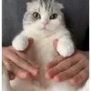 💃