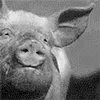 🐷