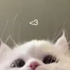 🤍