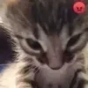 😡