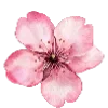 🌸