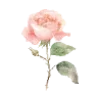 🌹