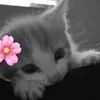 🌸