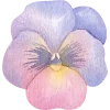 🌺