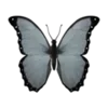 🦋