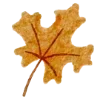🍂