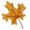 🍁