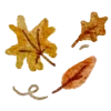 🍂