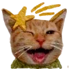 🐱