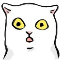 🐱