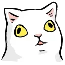 🐱
