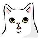 🐱