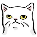 🐱
