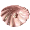 🐚