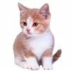 🐈